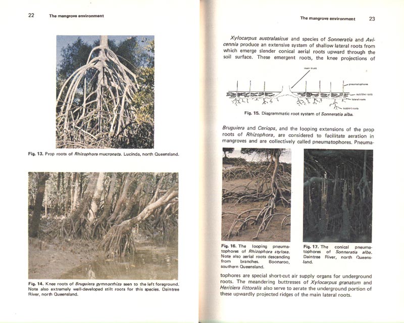 Mangroves of Australia - aus dem Buch